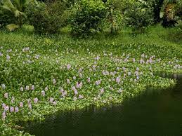 Water Hyacinth Eichhornia Crassipes Feedipedia