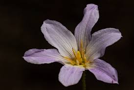 Image result for Xerophyta argentea