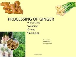 Processing Of Ginger
