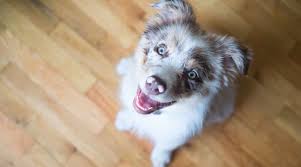 Free delivery and returns on ebay plus items for plus members. Best Dog Crates For Australian Shepherds Crate Types Sizes More