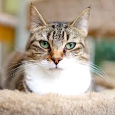 Popular searches near phoenixville, pa. Licorice Tabby Cat Available For Adoption From Mainlineanimalrescue Phoenixville Pa Tabby Cat Cats Animals