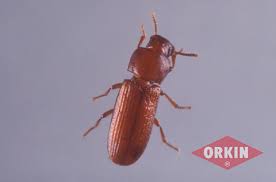 red flour beetle control get rid of