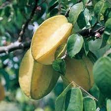 Averrhoa Carambola Tree L7600 Lowes Com Papaya Tree Trees To Plant Fruit Plants