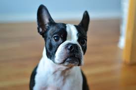 Can Boston Terriers Be Left Alone? Average Time Limits & Considerations |  Hepper
