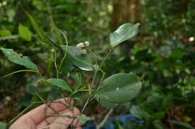 Image result for Klainedoxa