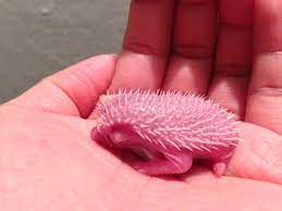 Baby Hedgehogs Newborns Part 1 Baby Hedgehog Albino Hedgehog Hedgehog