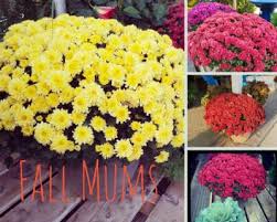 Get the best deal for fall outdoor bonsais from the largest online selection at ebay.com. Our Top Picks For Fall Fabulous Plants