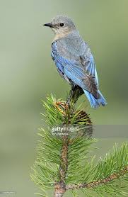 Blue Birds Of Central Oregon Mountain Bluebird Deschutes National Forest Oregon United States Blue Bird National Forest Animal Pictures