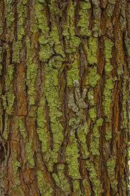 Today i am showing the weeping willow tree, salix babylonica, cuttings in my pond i use to soak up excess nutrients. Willow Trees Of The Chicago Area Hendricksen Tree Care Services