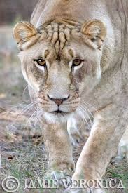 Pin By Bychris On Bears And Big Cats In 2020 Big Cat Rescue Big Cats Cats