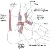 Image result for icd 10 code for spring ligament tear