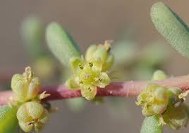 Image result for Suaeda vermiculata