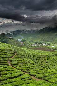 Green Tea Factory Jeffrey Groeneweg Tea Field Places To Visit Nature