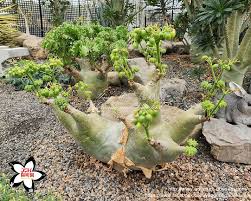 Image result for Cyphostemma quinatum