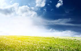 Flower Field Background Free 2560x1600 Wallpaper Teahub Io These pictures of this page are about:anime flower field. flower field background free