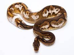 Cinnamon Sugar Morph List World Of Ball Pythons Ball Python Ball Python Morphs Pet Snake