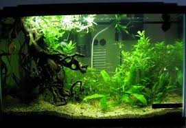 Pin On Aquarium Heaven