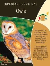Most Birds Have Eyes At Each Side Of Their Head They See A Different Scene With Each Eye But An Owl S Eyes Are At The Front Of Its Head T Owl