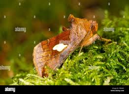 Image result for Autographa bractea