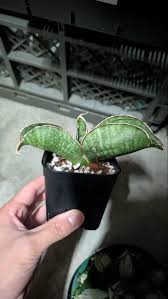 Image result for Sansevieria sinus-simiorum