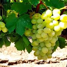 Supernova seedless är en gul kärnfri bordsdruva/vindruva. Vita De Vie Supernova Seedless Agrodenmar Ro