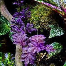 Image result for Solanum torreanum