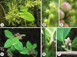 Image result for Antidesma