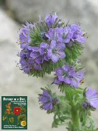 Image result for Hydrophyllaceae