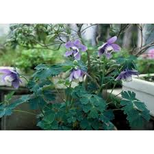 Image result for Aquilegia flabellata ministar