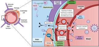 Sars Cov 2 Is There Neuroinvasion Fluids And Barriers Of The Cns Full Text