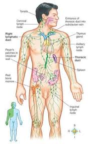 Fly Agaric Tincture Fly Agaric Tincture And The Lymphatic System Lymphatic System Anatomy Lymphatic System Lymphatic