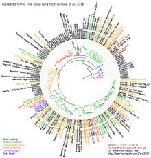 From The Lab Family Tree Of White Labs Yeast