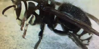 Universal pest & termite specializes in termite inspections as well as termite protection and termite warranties. Top 10 Best Pest Control Services In Hauppauge Ny 11788 Can Be Difficult To Find Ecotech Pest Control Inc