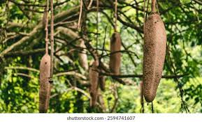 Image result for Kigelia africana