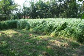 Cara menanam rumput gajah mini selanjutnya adalah menyobek rumput yang sudah anda beli agar menjadi kecil dengan ukuran sekitar 3 hingga 5 cm. Budidaya Bibit Rumput Gajah Yang Menguntungkan