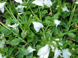 Image result for Phrymaceae