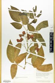 Image result for Senna bacillaris