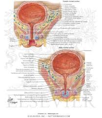 Image result for Bladder Anatomy