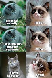 Grumpy Cat Pictures To Post On Facebook Funny Grumpy Cat Memes Grumpy Cat Meme Funny Cat Memes