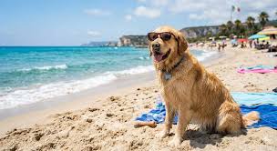 Trend Google: vacanza