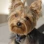 Profile Picture of Dee Dobson (deesdelights19) - Profile - Pinterest (@pinterest.com) on Google