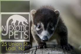 Visit your milltown, nj petco animal supplies for all of your animal nutrition. Nj Exotic Pets Photos Facebook