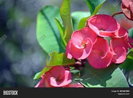 We love the christmas cactus because its blooms are so big and bright! Red Flowers Giant Image Photo Free Trial Bigstock