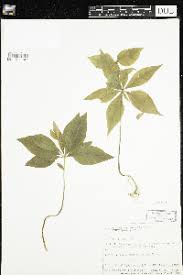 Image result for Lysimachia brevipes