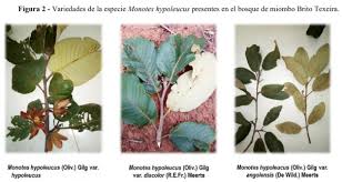 Image result for Monotes africanus