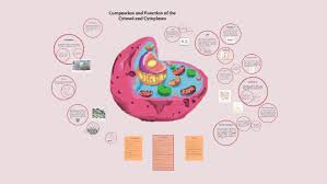 As such, it serves to maintain the integrity of the cell by facilitating transcription and replication processes. Composition And Function Of The Cytosol And Cytoplasm By Tom Prestwich