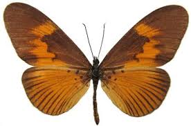 Image result for Mikania sagittifera