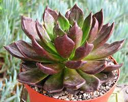 Maybe you would like to learn more about one of these? Top 20 Most Beautiful Purple Succulents In The World Succulents Network