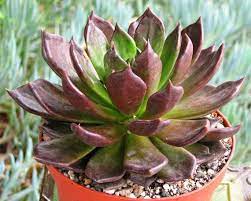 During the winter, i need a good soak once a month. Top 20 Most Beautiful Purple Succulents In The World Succulents Network