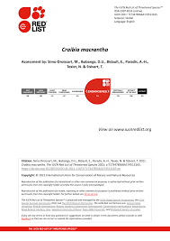 Image result for Craibia